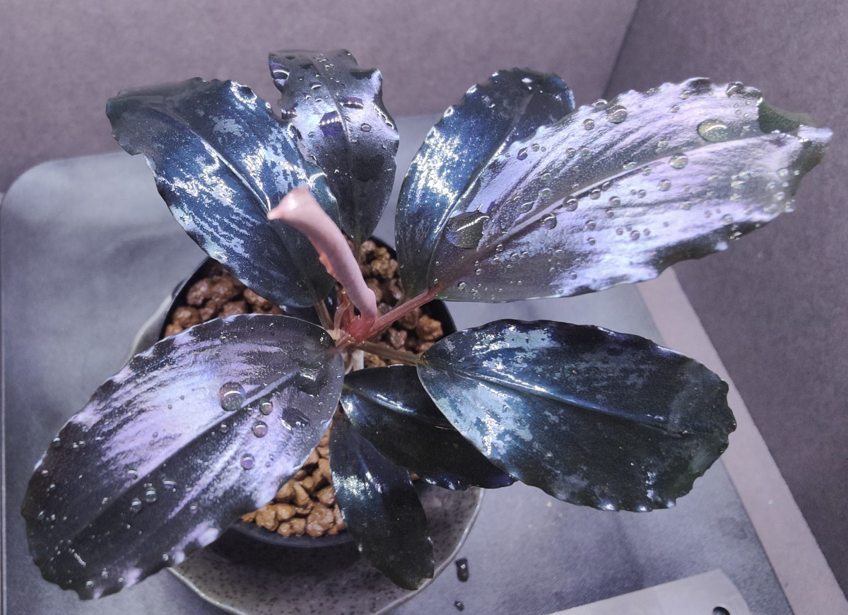 Bucephalandra sp.”Theia blue” 2019/01 水上葉 1株 ブセファランドラ 