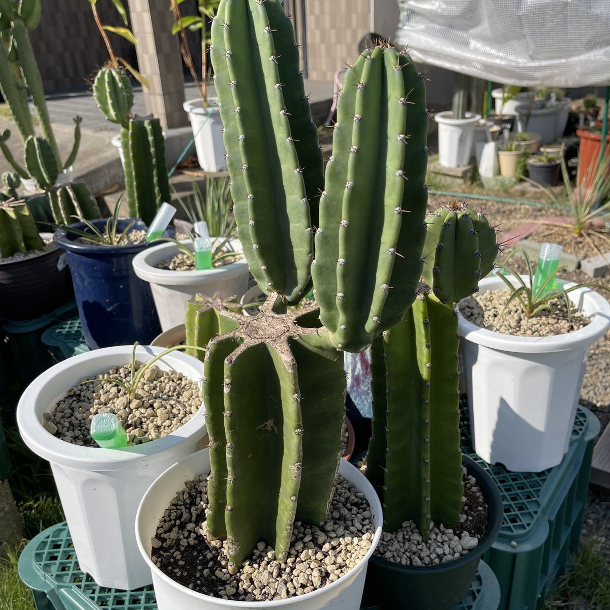鬼面角 柱サボテン ブランチ | 観葉植物 – 大型 柱サボテン鬼面角