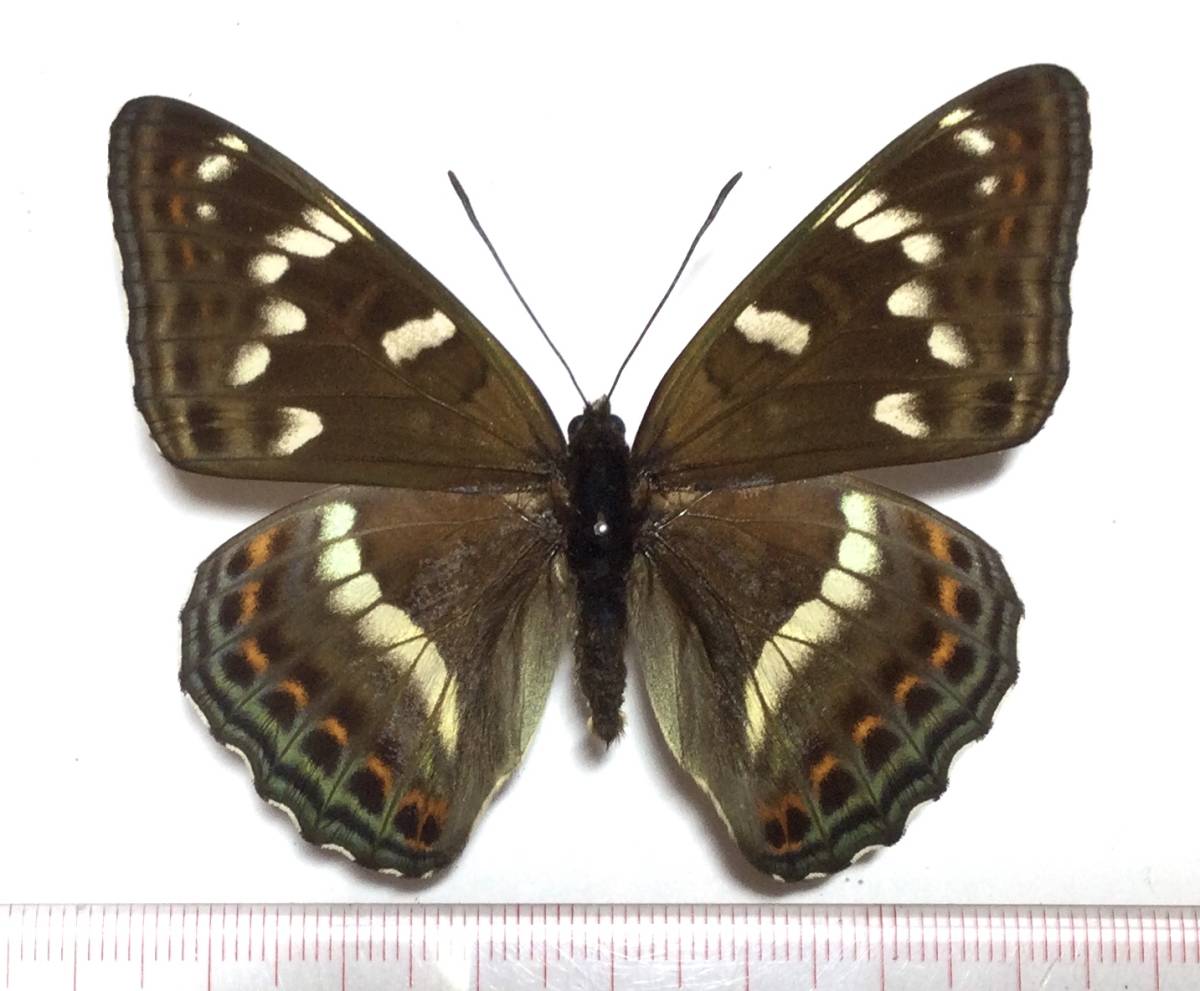 蝶標本 蝶の標本 規制前採集 長野県産オオイチモンジ2♂1♀3頭セット