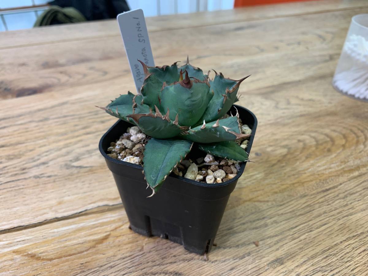 アガベ　チタノタ　ナンバーワン　No.1