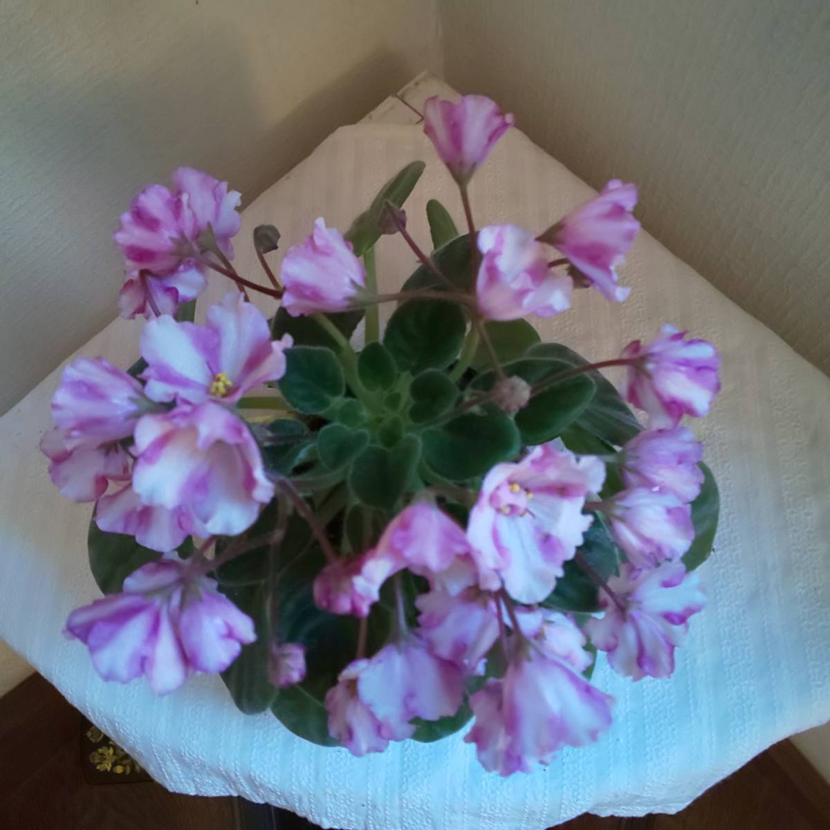 セントポーリア　　ZMLABIRINT　ALANS　WHITE　FEATHER　ＳＰ（キメラ）開花大株