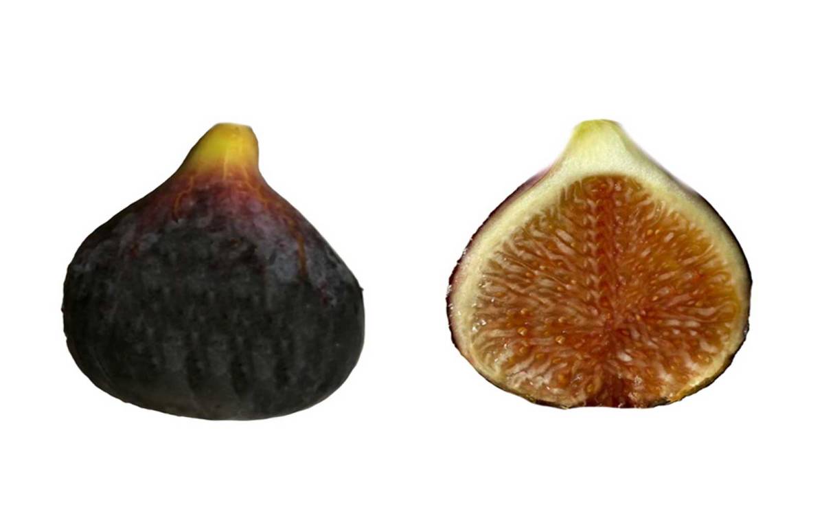 送料無料！レア品種！ Martinenca(マルティネンカ) イチジク苗 Monserrat Pons i Boscana氏によって導入された優良品種！