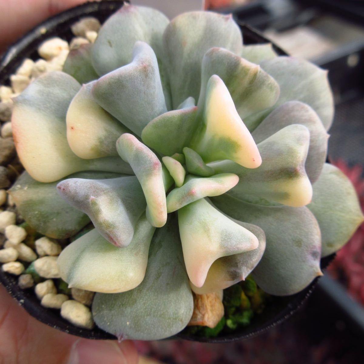 即決価格！！多肉植物 キュービックフロスティ錦韓国苗 美苗 農園直売