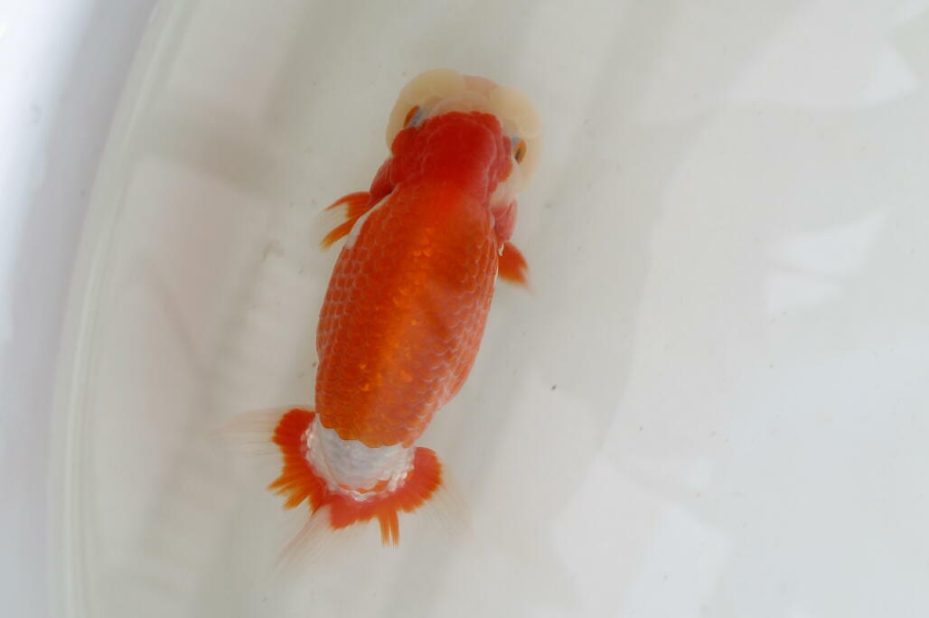 ☆forester999 らんちゅう 当歳魚 超極太 上物 G.最終。 動画あり