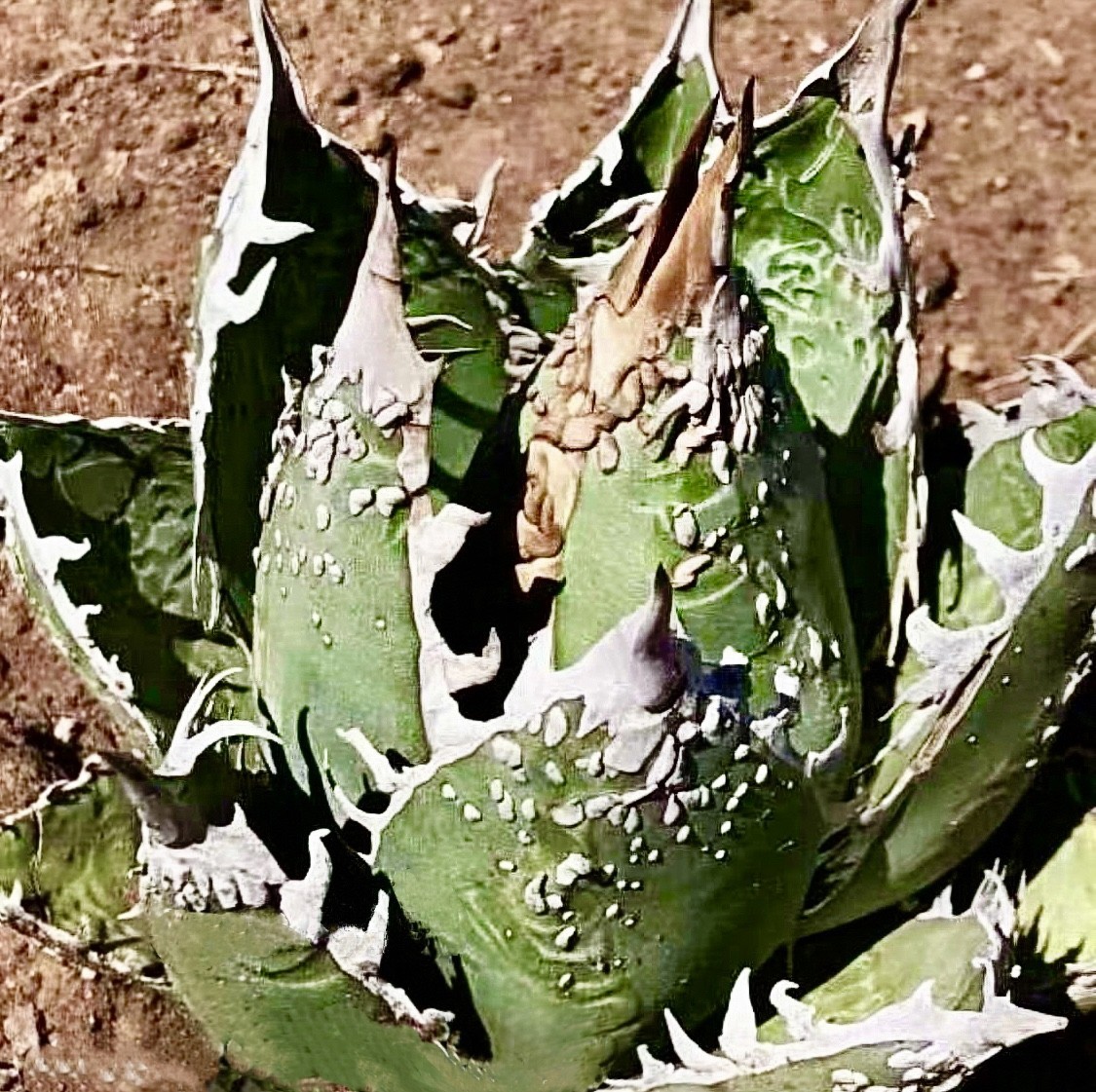 品質保証，人気SALE SS47 厳選 アガベ チタノタ 帝君 agave emperor