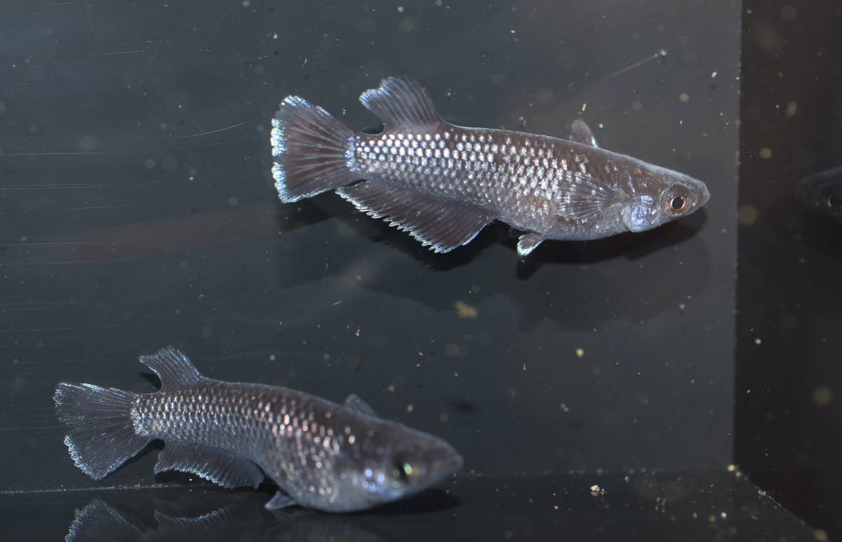 ミッドナイトフリル（漆黒）１ペア　D４１９