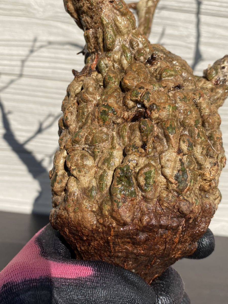 CP111 オペルクリカリア パキプス ベアルート株 オペルクリカリア