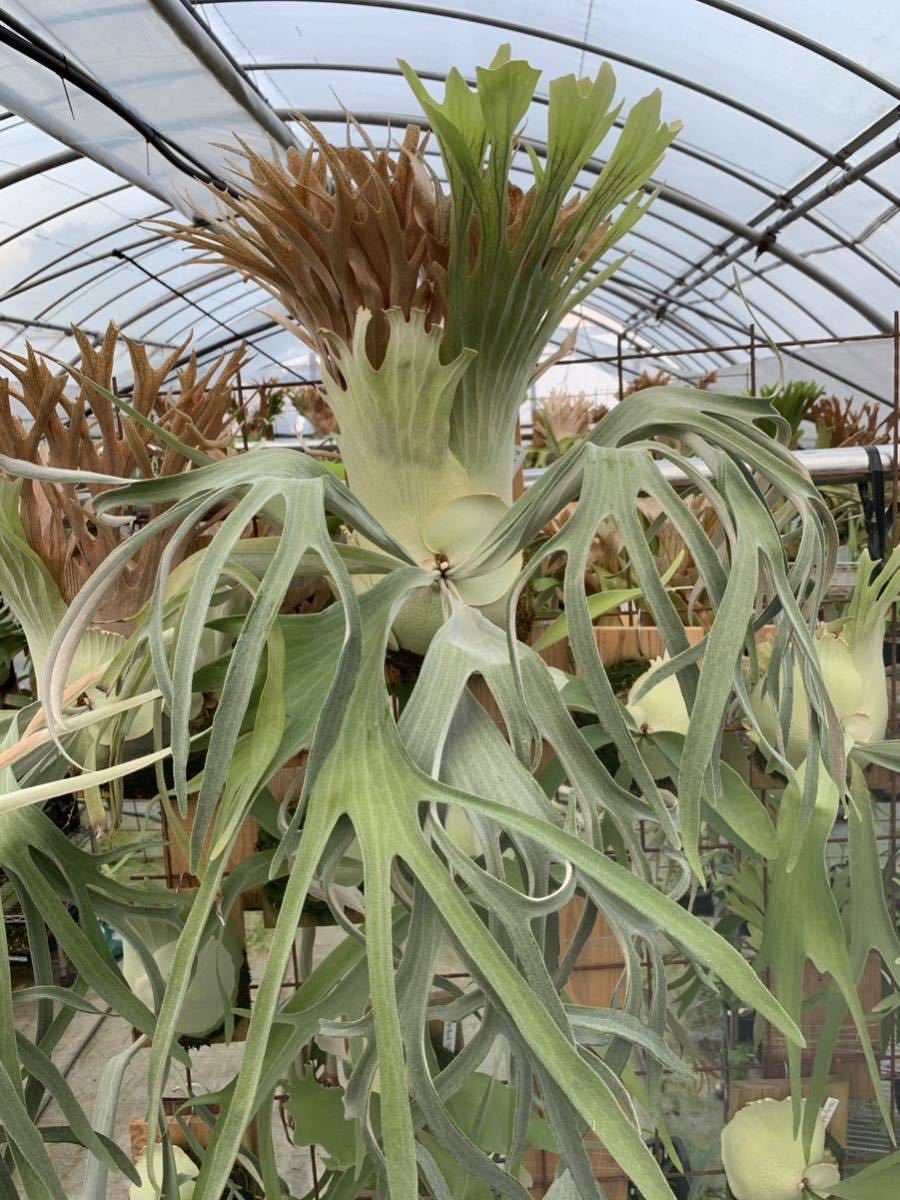 P.Monkey North High Shield north high shield モンキーノースハイ