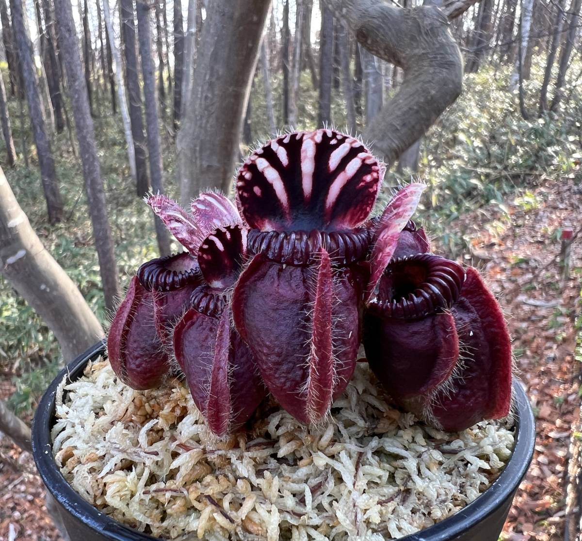 Cephalotus follicularis ”Eden black” Cedric・セファロタス エデンブラック ・食虫植物・観葉植物・熱帯植物・パルダリウム・山野草