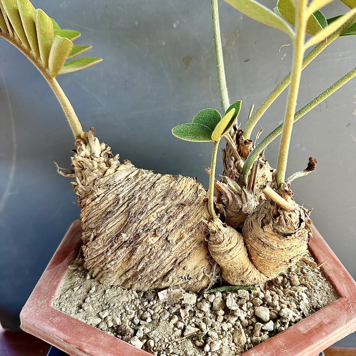 ザミア 観葉植物 レア 貴重な希少種 [メキシコソテツ] 蘇鉄 巨大株 T29