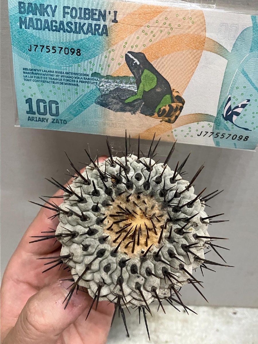 ウ4270 「サボテン」コピアポア　シネレア　抜き苗【copiapoa cinerea・美株・希少・購入でマダガスカル紙幣プレゼント！】