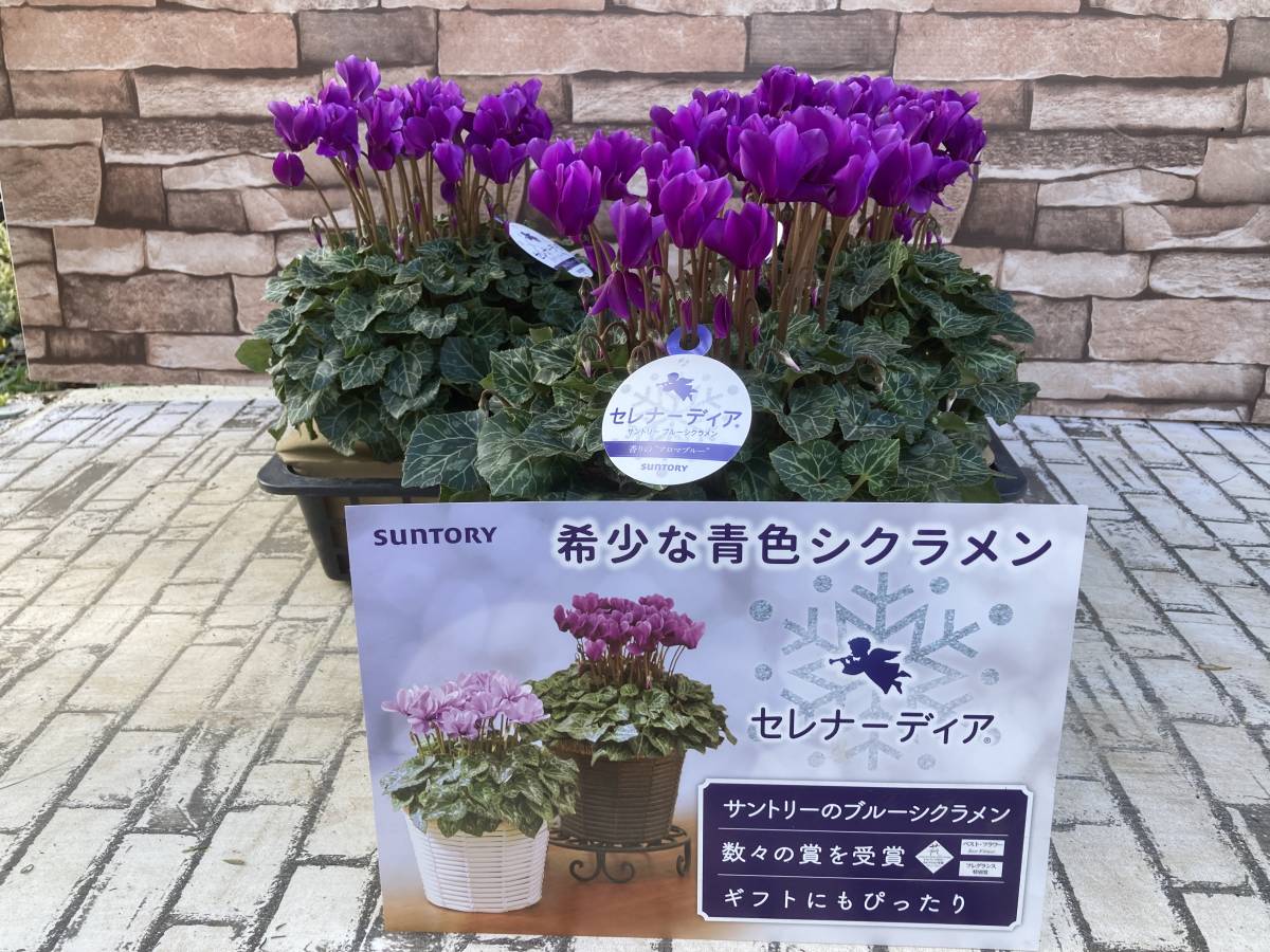 ★初出荷特価　数量3 サントリー特選シクラメン　希少な青色 セレナーディア ５号鉢
