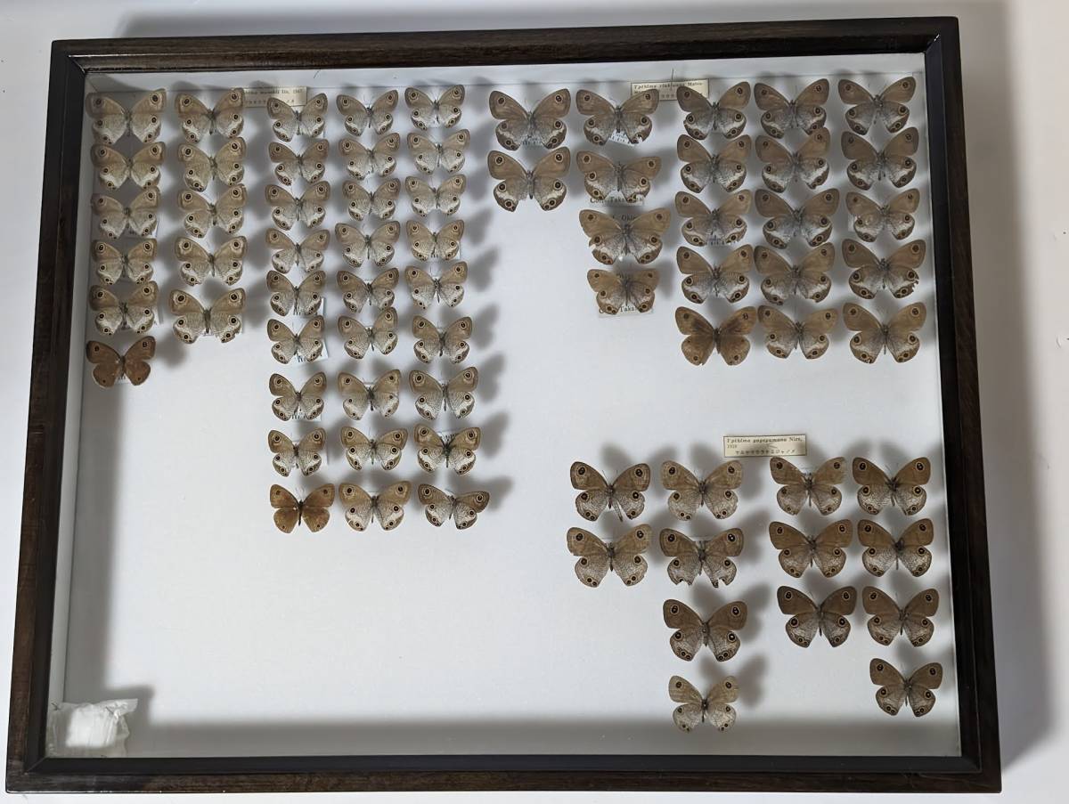 蝶 標本 中古 ドイツ箱 標本箱サイズ横52cm幅42cm厚み6cmの箱