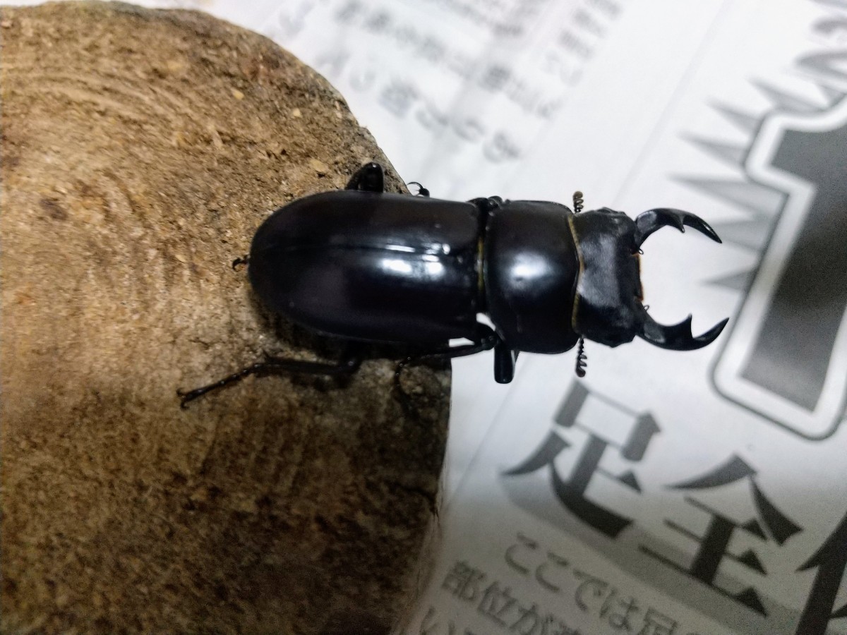 モンパ オオクワ