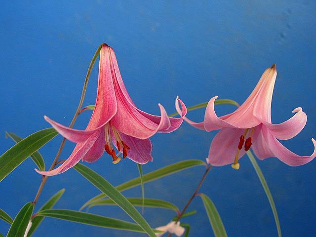 山野草 ユリ 濃紅花神領ユリ 大球 1球根 NO6 (斑入り・ 山野草・ 春蘭・