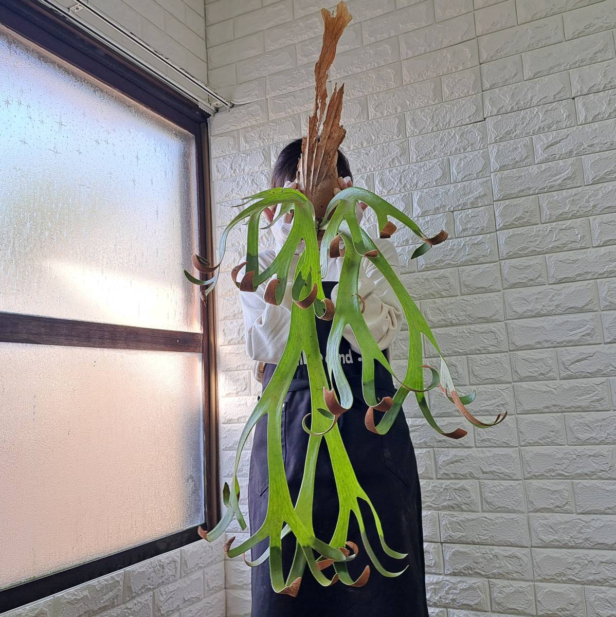 ☆1円スタート☆31 ビカクシダ 植物☆Platycerium willinckii Roll(プラティケリウム ウィリンキー)East Java/麋角羊歯