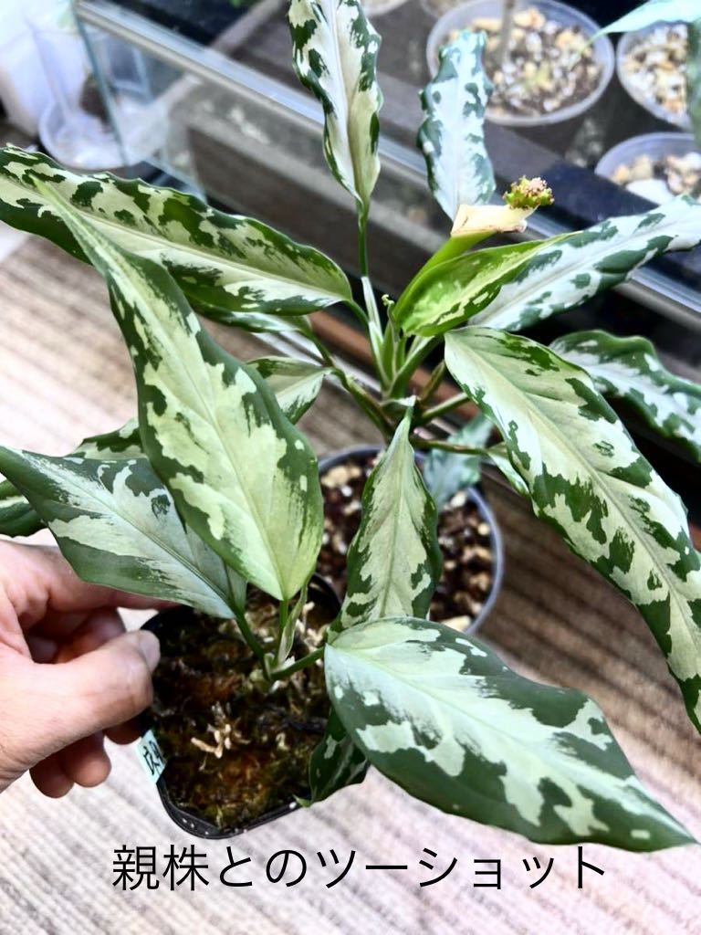 LA便ネームド株 氷肌玉骨 アグラオネマピクタムAglaonema pictum LA便ネームド株 氷肌玉骨 アグラオネマピクタムAglaonema pictum