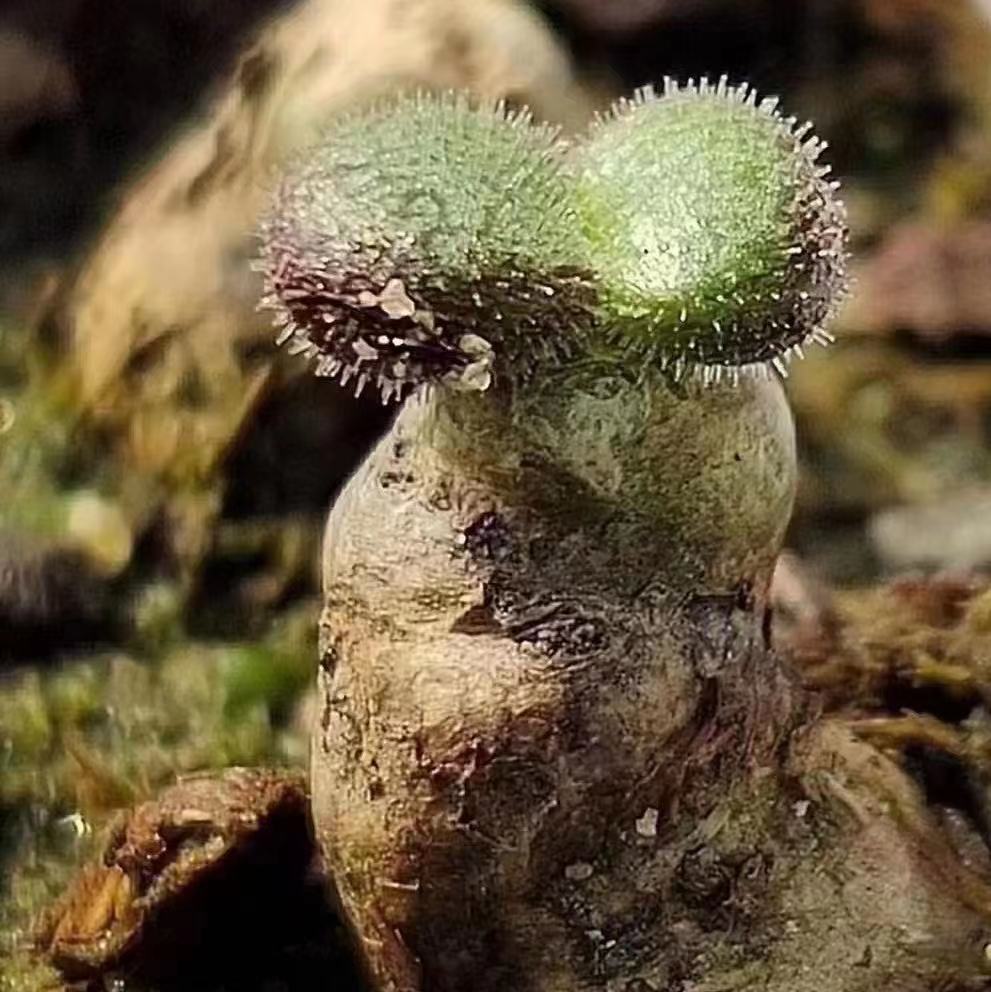 【龍園觀】① No.833 特選 珍奇植物 Tylecodon nolteei チレコドン ノルティ 3株 