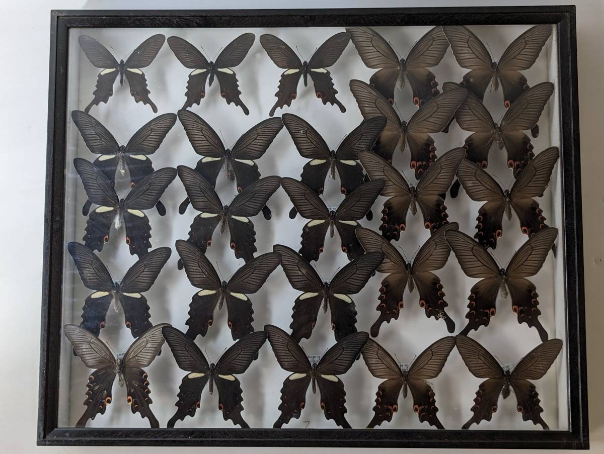 蝶　標本　オナガアゲハ　　中古　ドイツ箱　標本箱サイズ横52cm幅42cm厚み6cmの箱です　カビ等あり