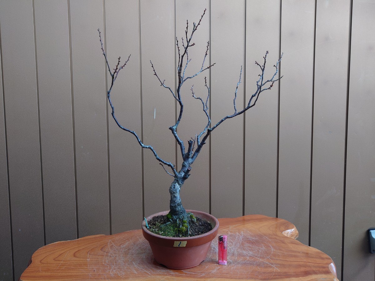 盆栽　野梅 1 樹高58cm