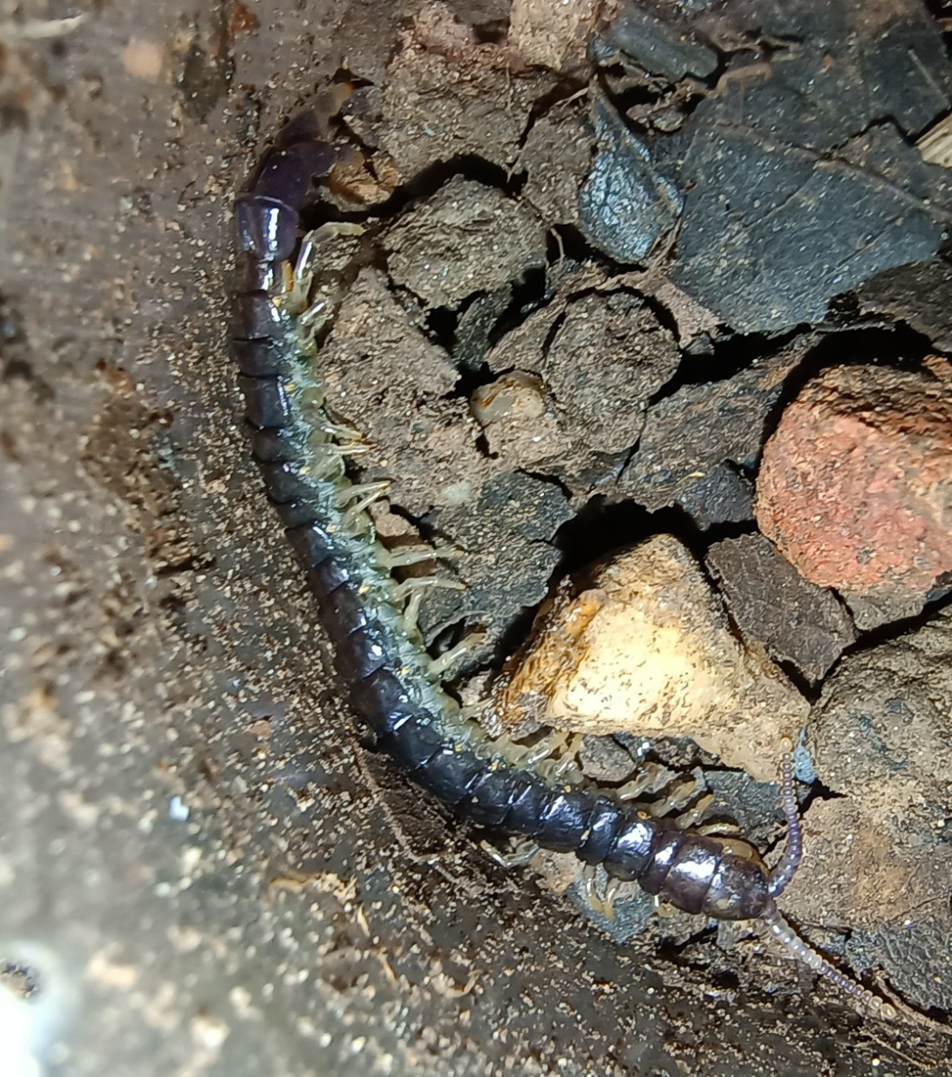 Sterropristes violaceus 【タイヴァイオレットフォークテールセンチピード】