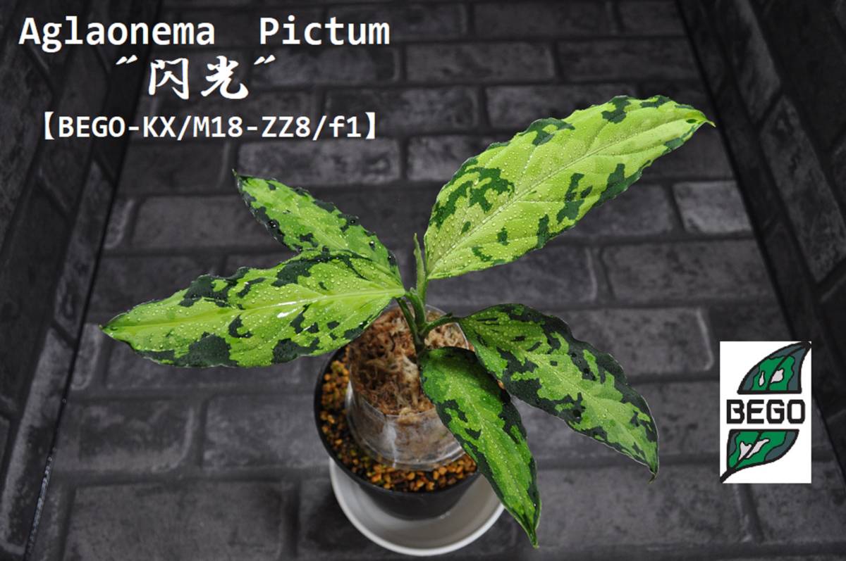 ★BEGO-SELECT★アグラオネマ　オリジナル交配株　”閃光”★Aglaonema　Pictum　"閃光"【BEGO-KX/M18-ZZ8/f1】★