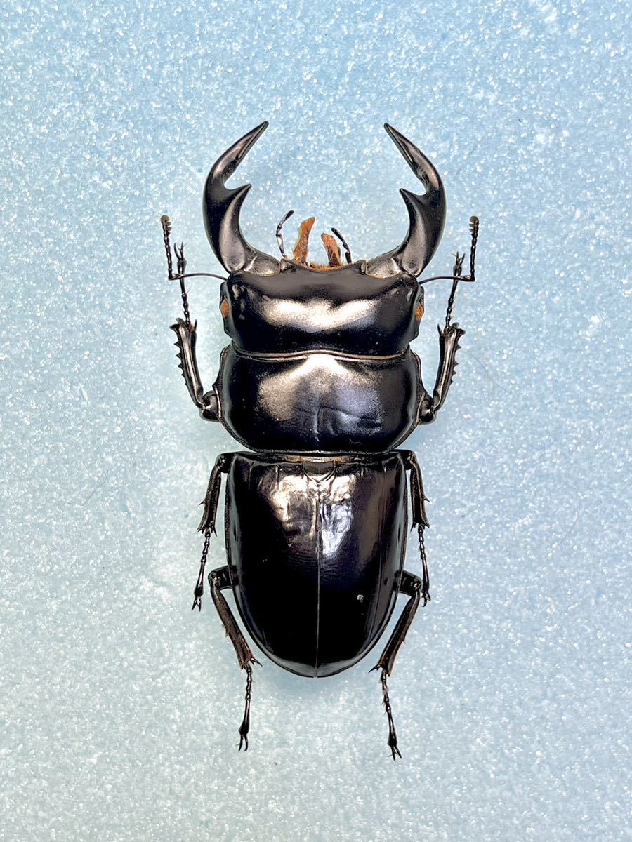 インド産アンタエウス♂野外標本 【公式通販】