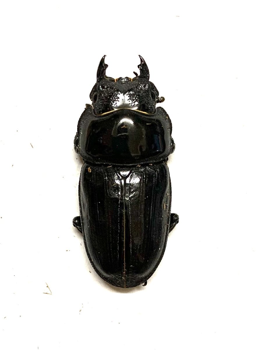 ≪≪ インド便 Wild！ アンタエウスオオクワガタ ♀単品 ≫≫ | OSIR