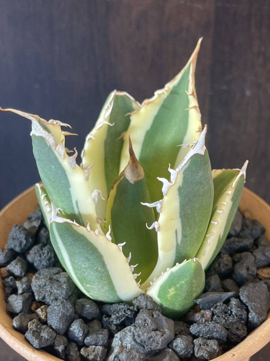AGAVE アガベ Agave スナグルトゥース/titanota Snaggle Tooth4