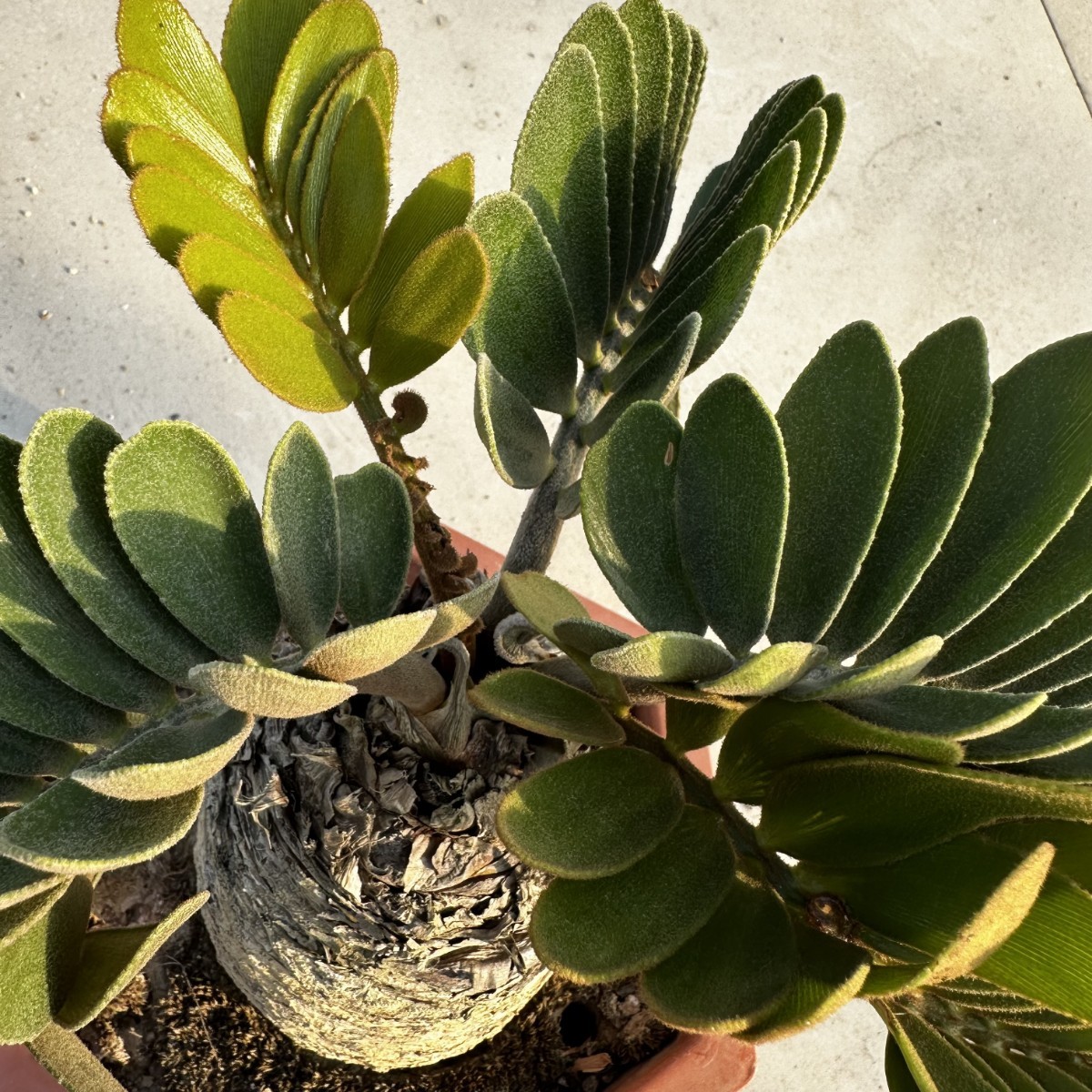 ザミア フルフラセア　蘇鉄　サイカス　ソテツ　メキシコソテツ フルフラケア プミラ　株　観葉植物　