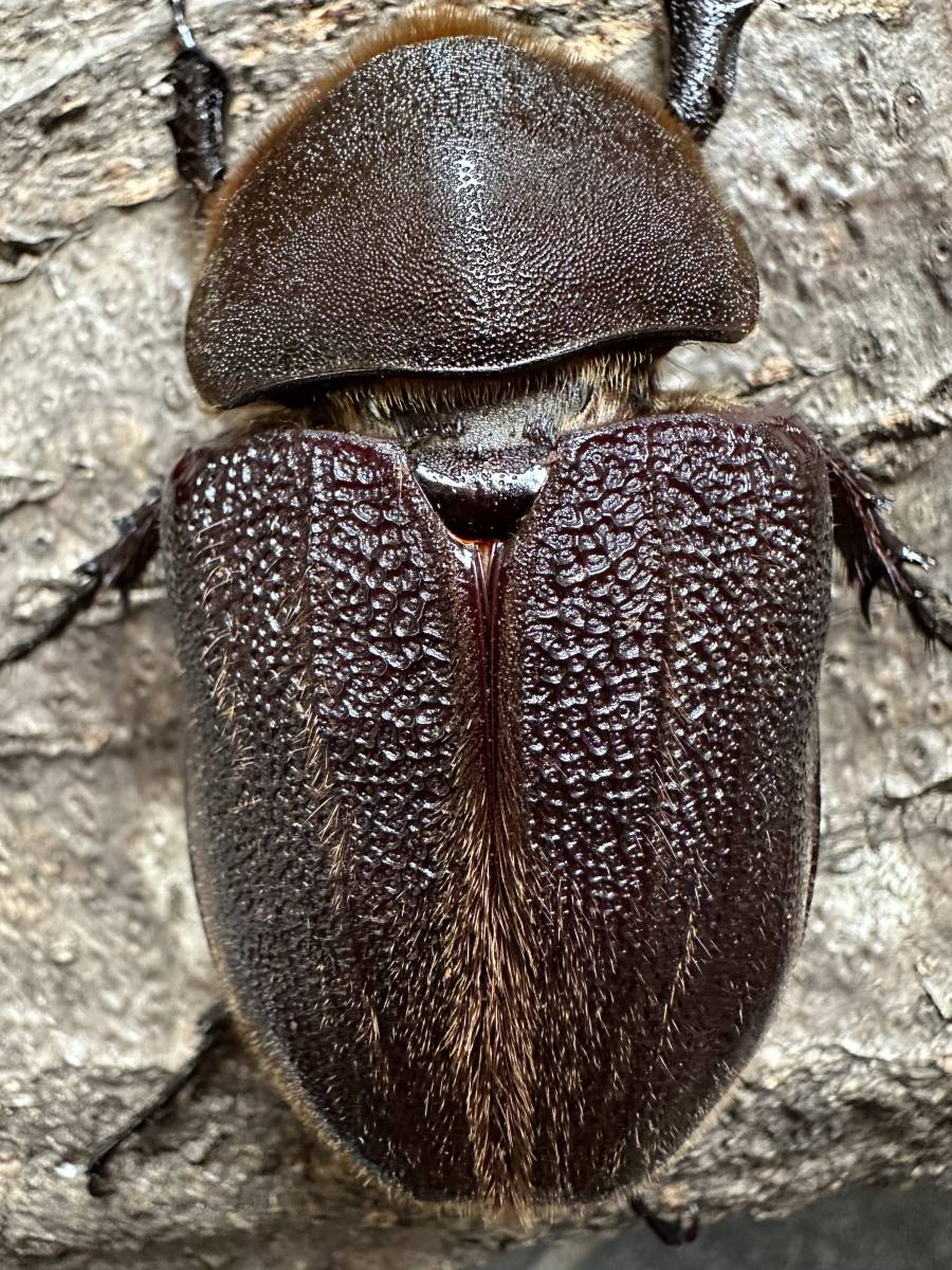 DHヘラクレス　パチセラスメテオ血統F8 ♀単65mm_1