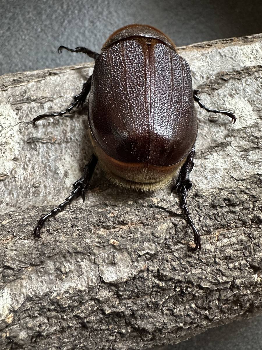 DHヘラクレス　パチセラスメテオ血統F8 ♀単65mm_2