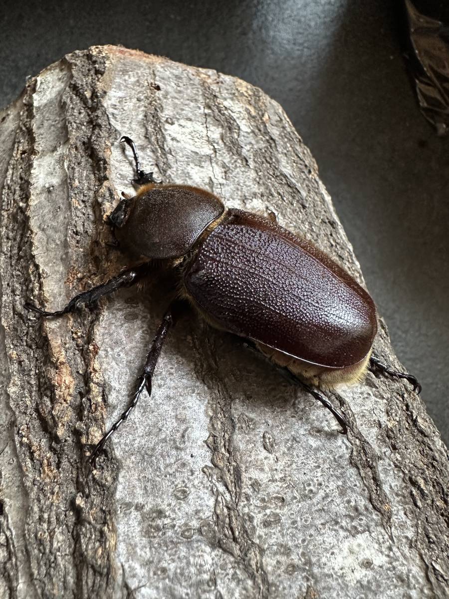 DHヘラクレス　パチセラスメテオ血統F8 ♀単65mm_4