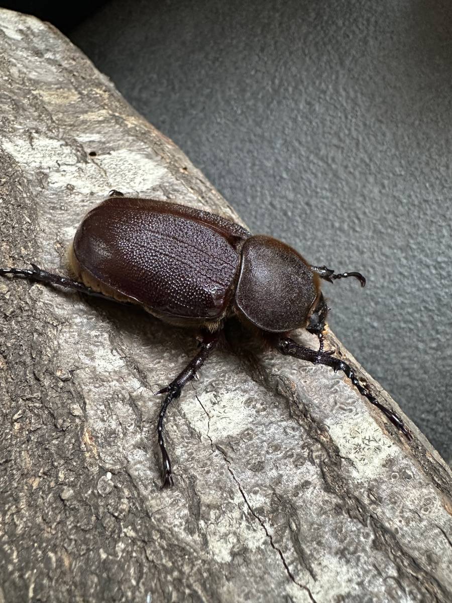 DHヘラクレス　パチセラスメテオ血統F8 ♀単65mm_5