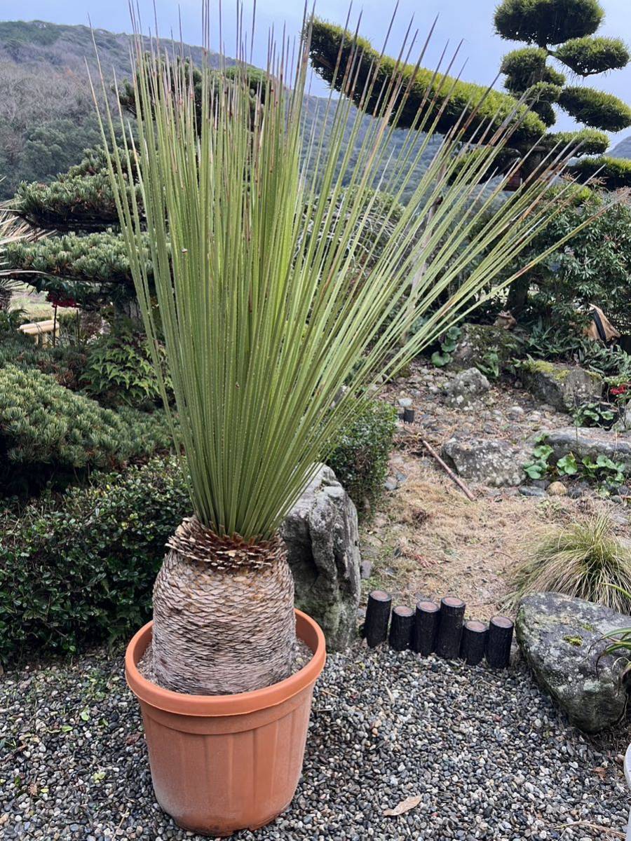 【現品】ダシリリオン・ミキワネンシス　大株　12号　5Ｆ番 現品・現物ダシリリオン・ミキワネンシス 大株 12号 5F