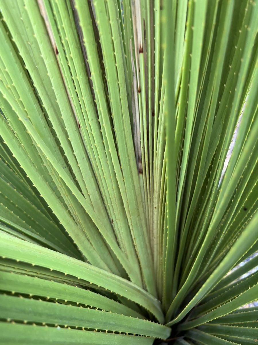 現品・現物ダシリリオン・ミキワネンシス 大株 12号 5F