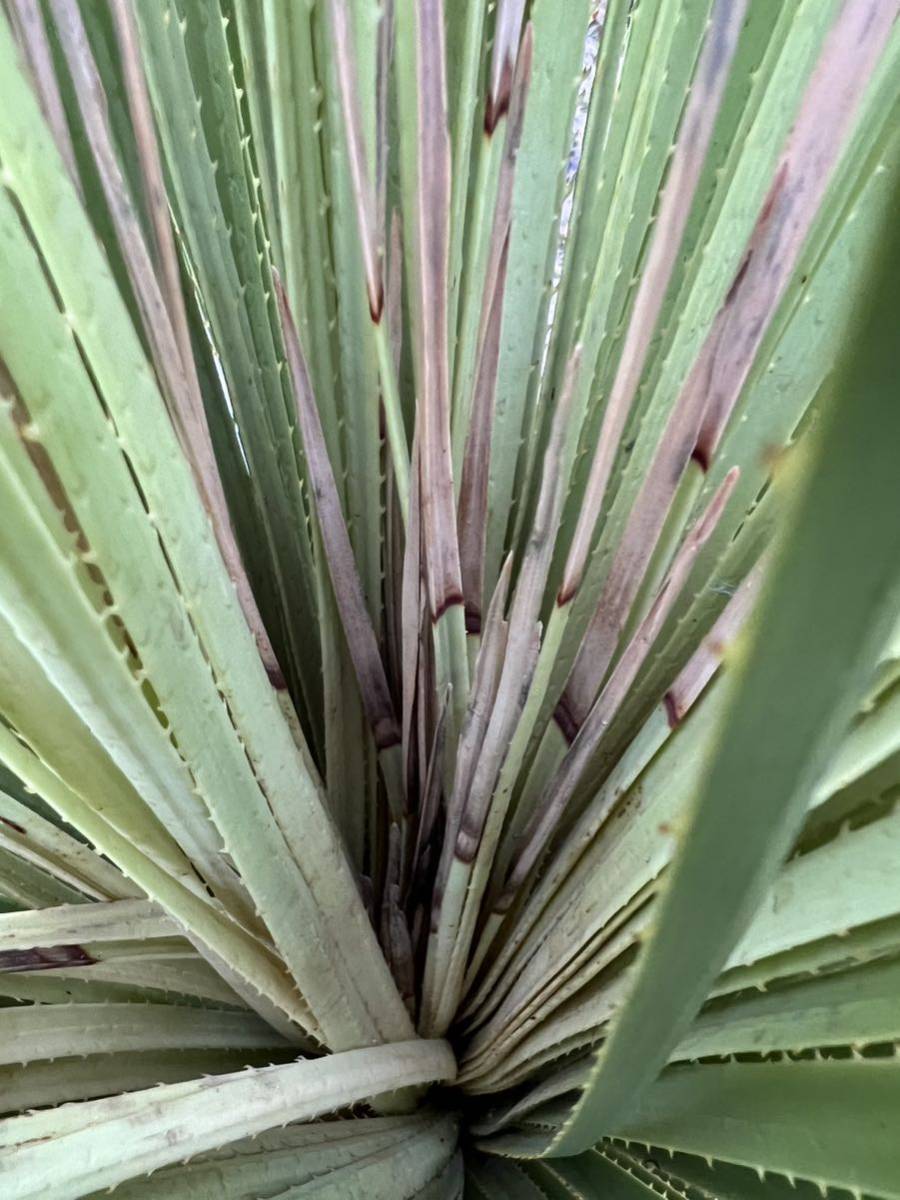 現品・現物ダシリリオン・ミキワネンシス 大株 12号 5F