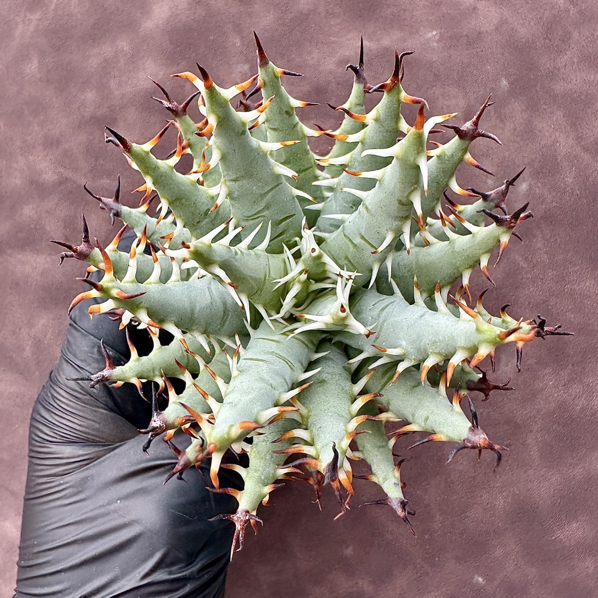 Lj_plants194 Aloe erinacea アロエ エリナケア 特選 極上美株 | Aloe