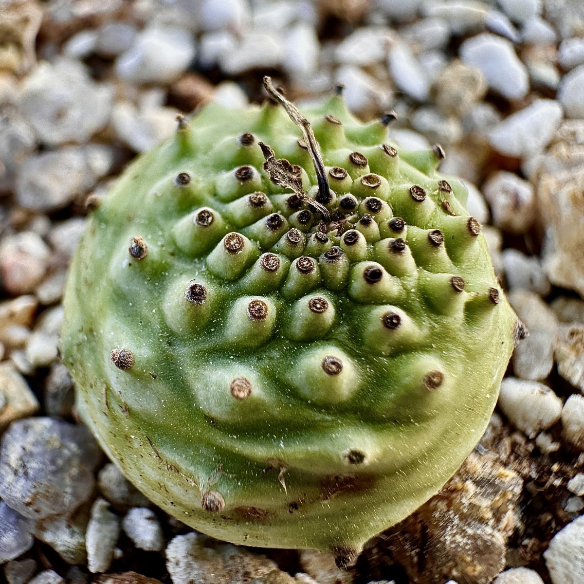 【Lj_plants-31】9「実生」ユーフォルビア グロブリカウリス/Euphorbia globulicaulis 厳選株 塊根植物