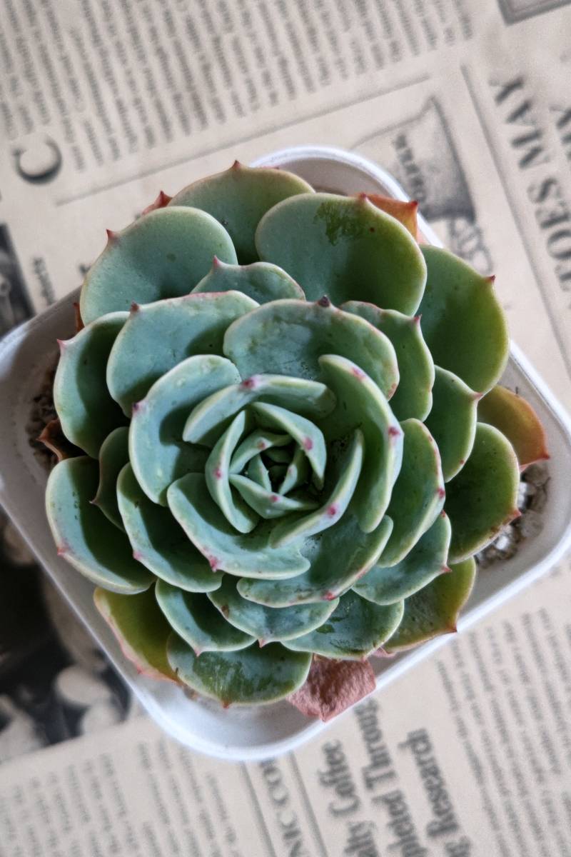 ★高さのある七福神・エケベリア★多肉植物　カット苗　約８cm　寄せ植え_1