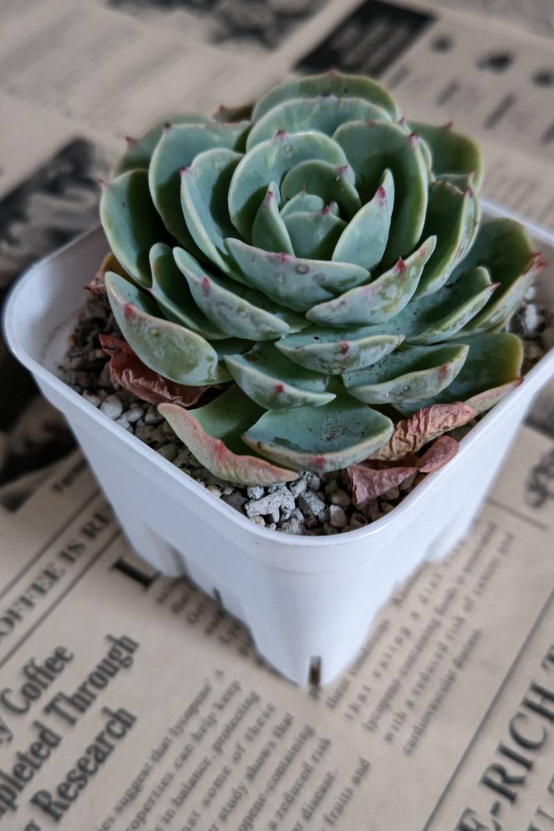 ★高さのある七福神・エケベリア★多肉植物　カット苗　約８cm　寄せ植え_2