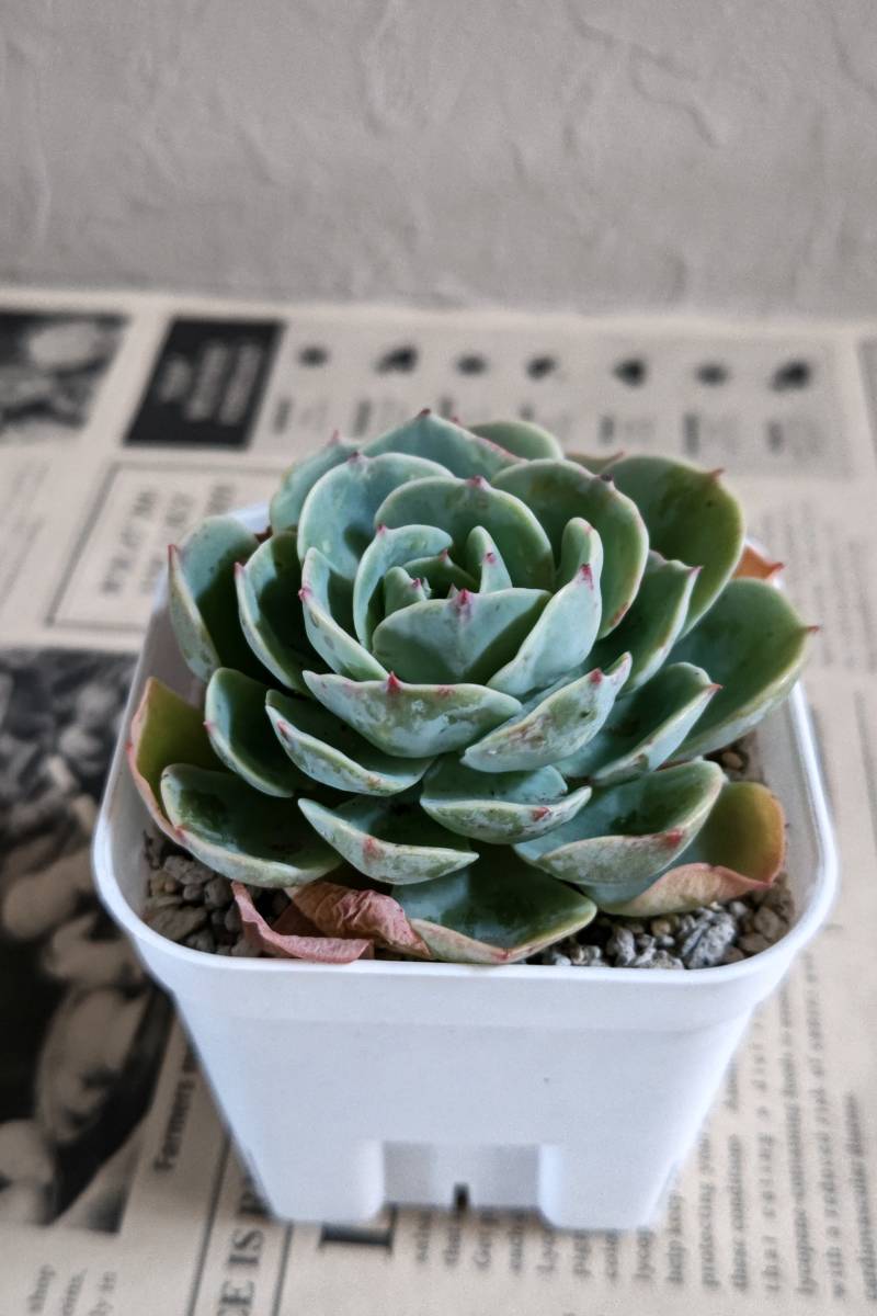 ★高さのある七福神・エケベリア★多肉植物　カット苗　約８cm　寄せ植え_3