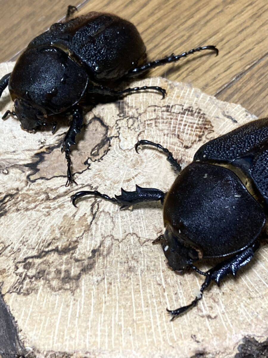 極太極短　即ブリ個体 メテオ血統　♂♀♀ 爆産セット！　ヘラクレスオオカブト　ヘラクレスオオカブトムシ　♂C68台形　♀C68 累代　CBF2_1