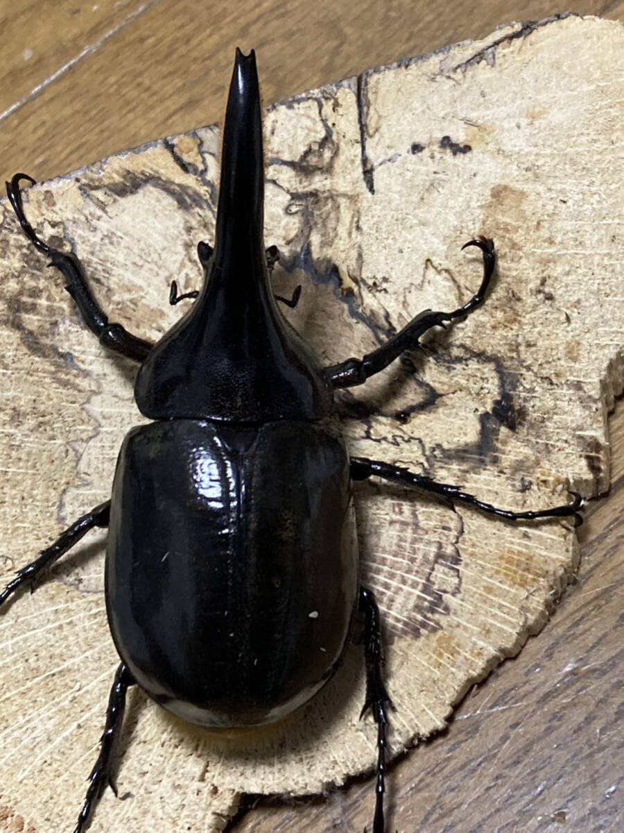 極太極短　即ブリ個体 メテオ血統　♂♀♀ 爆産セット！　ヘラクレスオオカブト　ヘラクレスオオカブトムシ　♂C68台形　♀C68 累代　CBF2_10