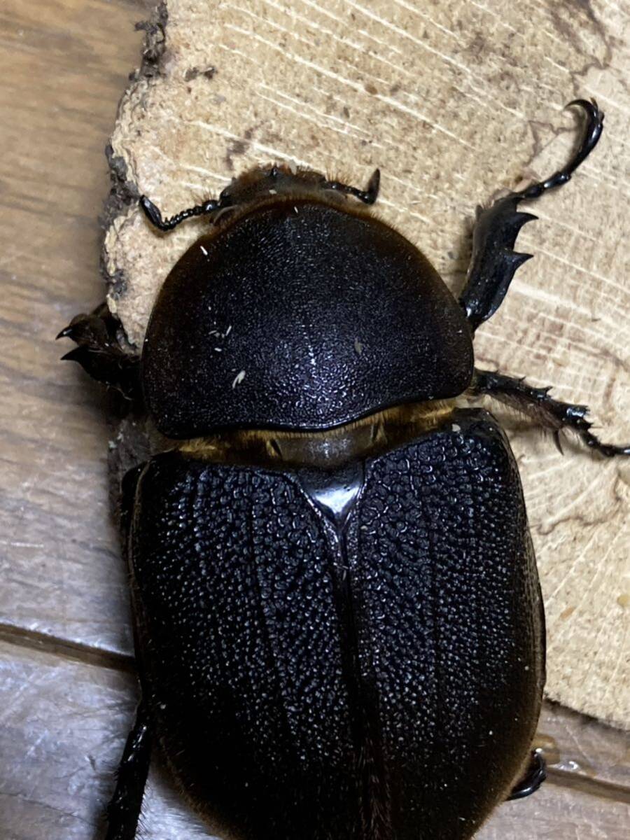 極太極短　即ブリ個体 メテオ血統　♂♀♀ 爆産セット！　ヘラクレスオオカブト　ヘラクレスオオカブトムシ　♂C68台形　♀C68 累代　CBF2_2