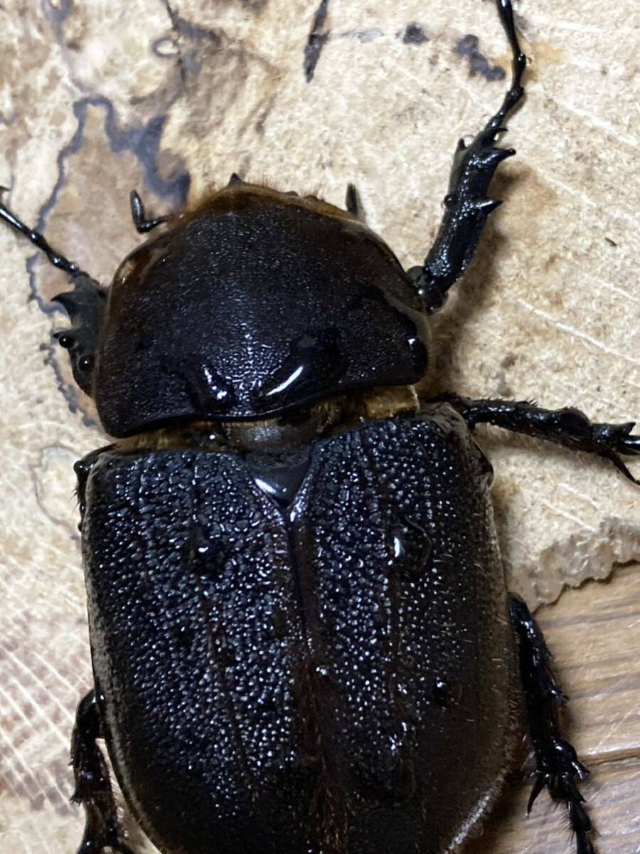 極太極短　即ブリ個体 メテオ血統　♂♀♀ 爆産セット！　ヘラクレスオオカブト　ヘラクレスオオカブトムシ　♂C68台形　♀C68 累代　CBF2_3