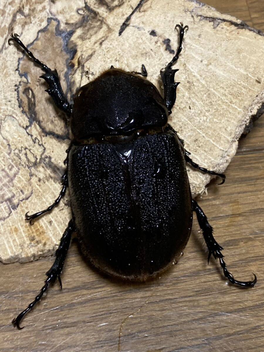 極太極短　即ブリ個体 メテオ血統　♂♀♀ 爆産セット！　ヘラクレスオオカブト　ヘラクレスオオカブトムシ　♂C68台形　♀C68 累代　CBF2_4