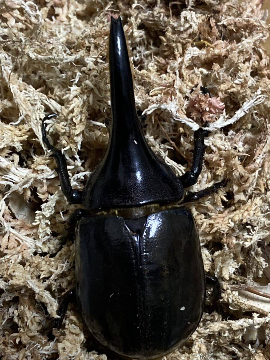 極太極短　即ブリ個体 メテオ血統　♂♀♀ 爆産セット！　ヘラクレスオオカブト　ヘラクレスオオカブトムシ　♂C68台形　♀C68 累代　CBF2_6