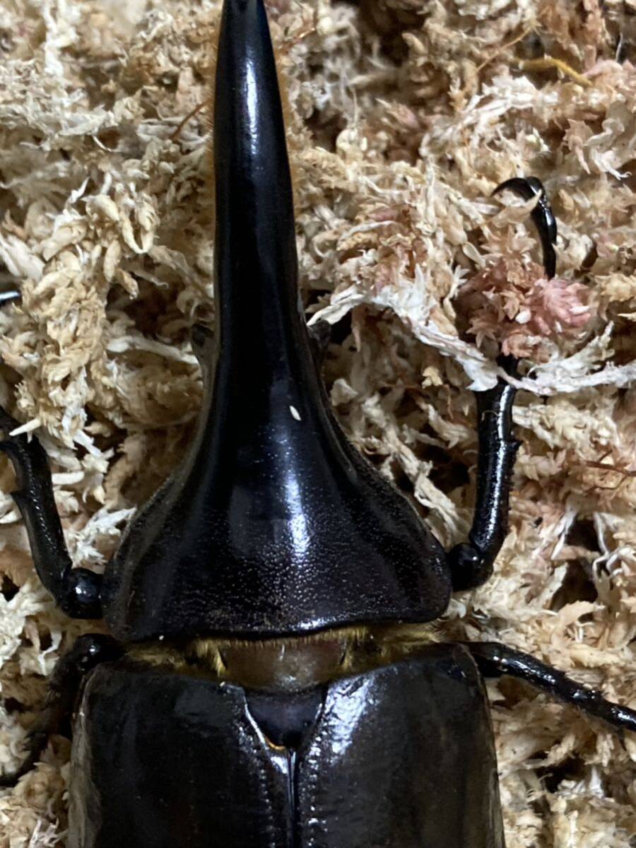 極太極短　即ブリ個体 メテオ血統　♂♀♀ 爆産セット！　ヘラクレスオオカブト　ヘラクレスオオカブトムシ　♂C68台形　♀C68 累代　CBF2_7