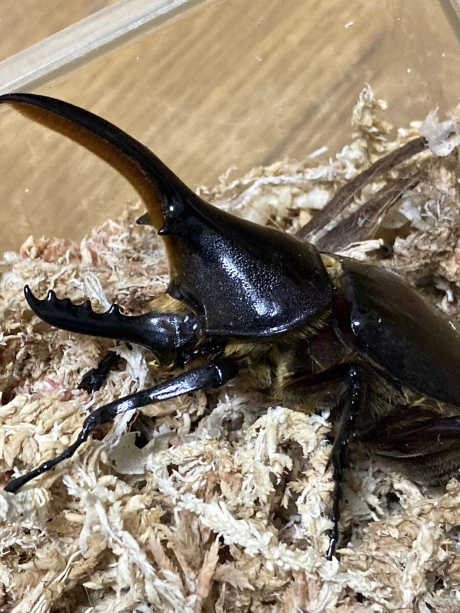 極太極短　即ブリ個体 メテオ血統　♂♀♀ 爆産セット！　ヘラクレスオオカブト　ヘラクレスオオカブトムシ　♂C68台形　♀C68 累代　CBF2_8